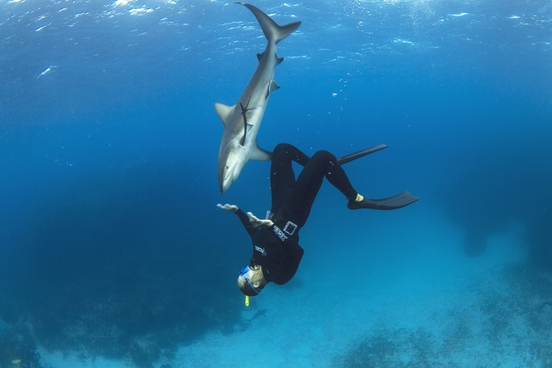Facing a shark? Deal With it - and Feel Safe